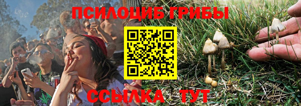 Псилоцибиновые грибы Psilocybe Донской